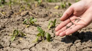 Mano che tiene semi sopra un terreno secco con giovani piantine di spinaci