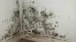 Muffa nera sulle pareti di un angolo interno con zoccolo danneggiato