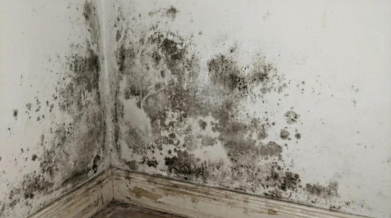 Muffa nera sulle pareti di un angolo interno con zoccolo danneggiato