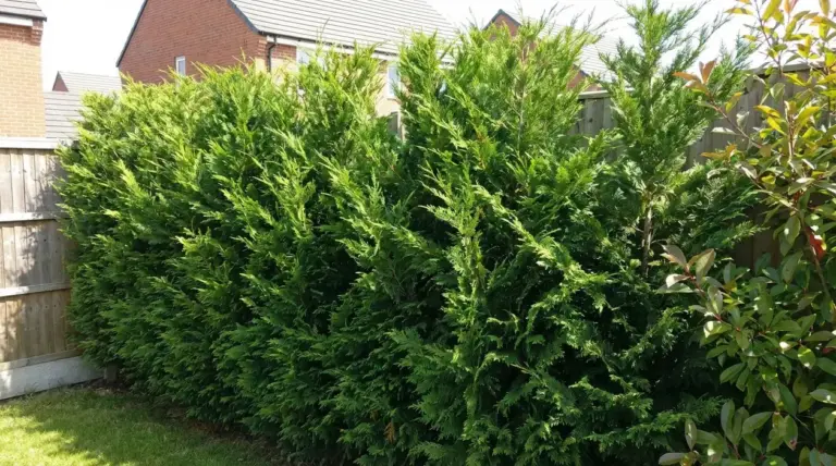 Siepe sempreverde e fitta in un giardino residenziale con case sullo sfondo