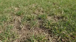 Zona di prato diradata con aree secche e chiazze di erba poco fitta